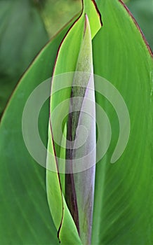 A new canna lilly leaf