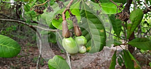 New cashew fruit pair growing on cashew plant