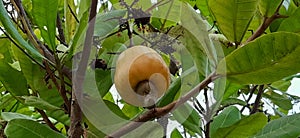 New cashew fruit pair growing on cashew plant