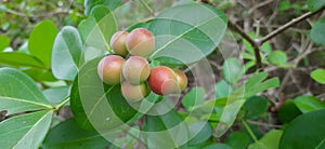 New cashew fruit pair growing on cashew plant