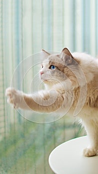 Close-up of ragdoll cat Portrait