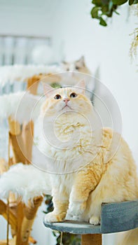 Close-up of ragdoll cat Portrait