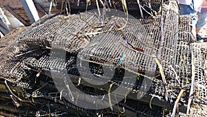 New Caught Oysters in Nets