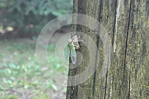 New Cicada Fresh From The Pupae