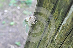 New Cicada Fresh From The Pupae