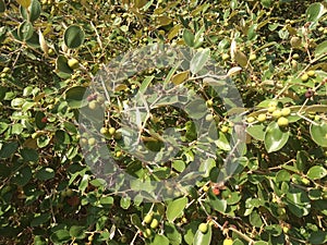 A new close up of evergreen shrub of Ziziphus mauritiana