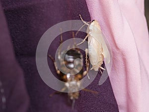 New cockroach molting is still white