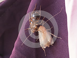 New cockroach molting is still white