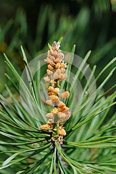 New Cones Growing on Pine Branch