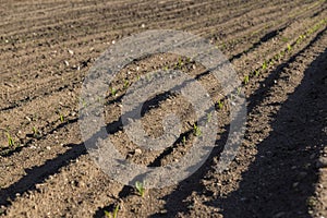 a growing monoculture of sweet corn in sunny weather photo