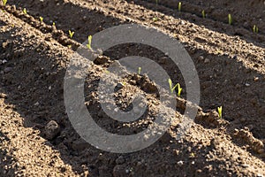 a growing monoculture of sweet corn in sunny weather photo