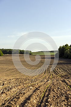 a growing monoculture of sweet corn in sunny weather photo