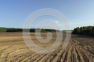 a growing monoculture of sweet corn in sunny weather photo