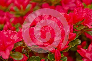 New Crimson azalea season photo