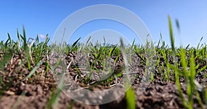 a new crop of cereals in sunny weather