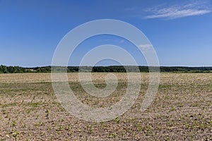 new crop of corn in the field in summer