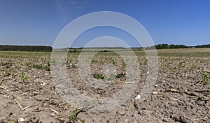 new crop of corn in the field in summer