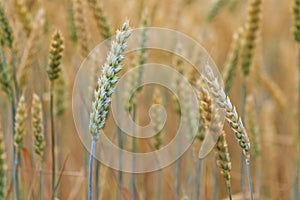 New crop of grain, wheat sprouts