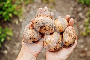 New crop potato tubers in the hands