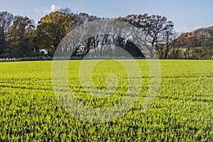 New crops in Combe Valley, East Sussex, England