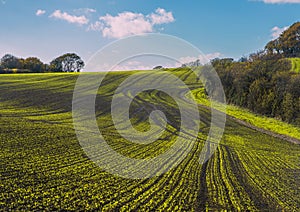 New crops in Combe Valley, East Sussex, England