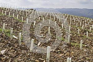 New cultivation of a vineyard