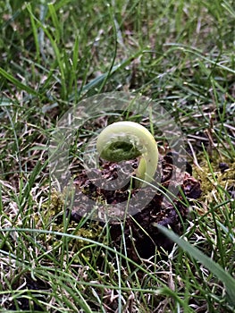 New curly fern leaf unfurling in grassy area