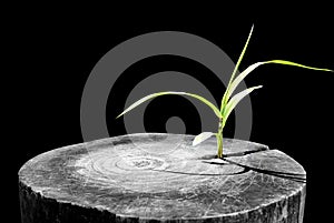 New development and renewal as a business concept of emerging leadership success as an old cut down tree and a strong seedling