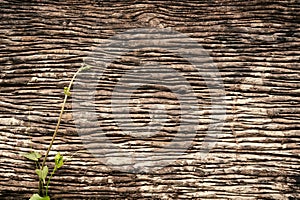 Dirty wallpaper. Beautiful damaged dirty rough outside of a tree trunk. plant growing.