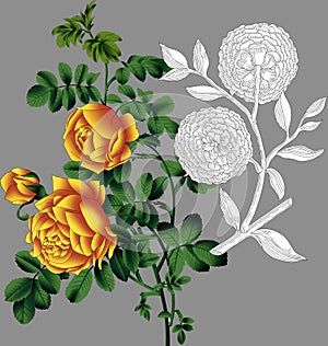 New digital textile design flowers and leaves for digital ladies shirts printing