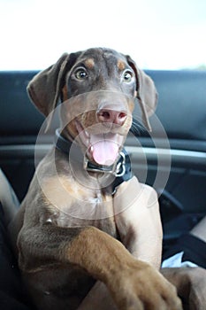 New doberman puppy