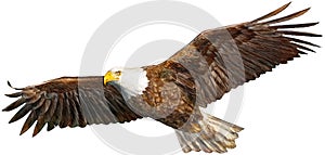 New eagle flying