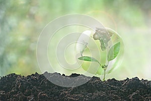 New earth seedling