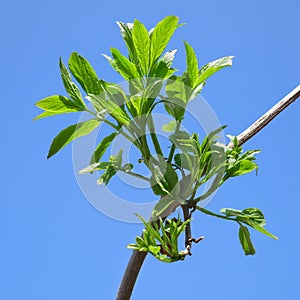 New elder branch in springtime