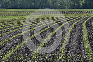 New emerging corn crop on a farm in the Midwest USA