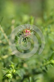 New England aster Andenken an Alma Potschke