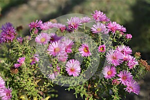 New England aster Andenken an Alma Potschke