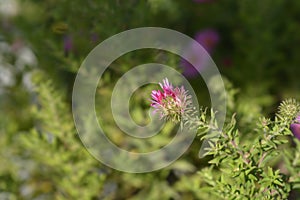 New England aster Andenken an Alma Potschke