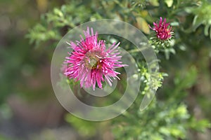 New England aster Andenken an Alma Potschke