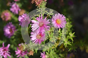 New England aster Andenken an Alma Potschke