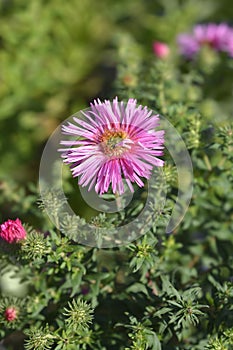 New England aster Andenken an Alma Potschke