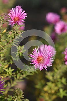 New England aster Andenken an Alma Potschke