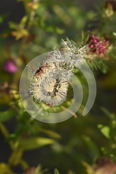 New England aster Andenken an Alma Potschke