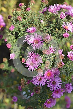 New England aster Andenken an Alma Potschke