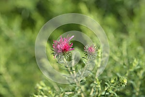 New England aster Andenken an Alma Potschke