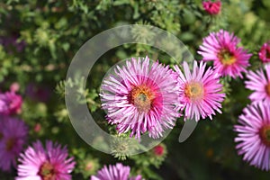 New England aster Andenken an Alma Potschke