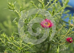 New England aster Andenken an Alma Potschke