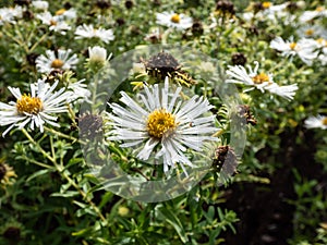 New England aster (Aster novae-angliae) \'Alba\' flowering with white flowers