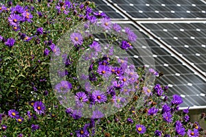 New England Aster in a butterfly garden against a backdrop of solar panels