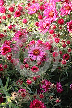 New England Aster